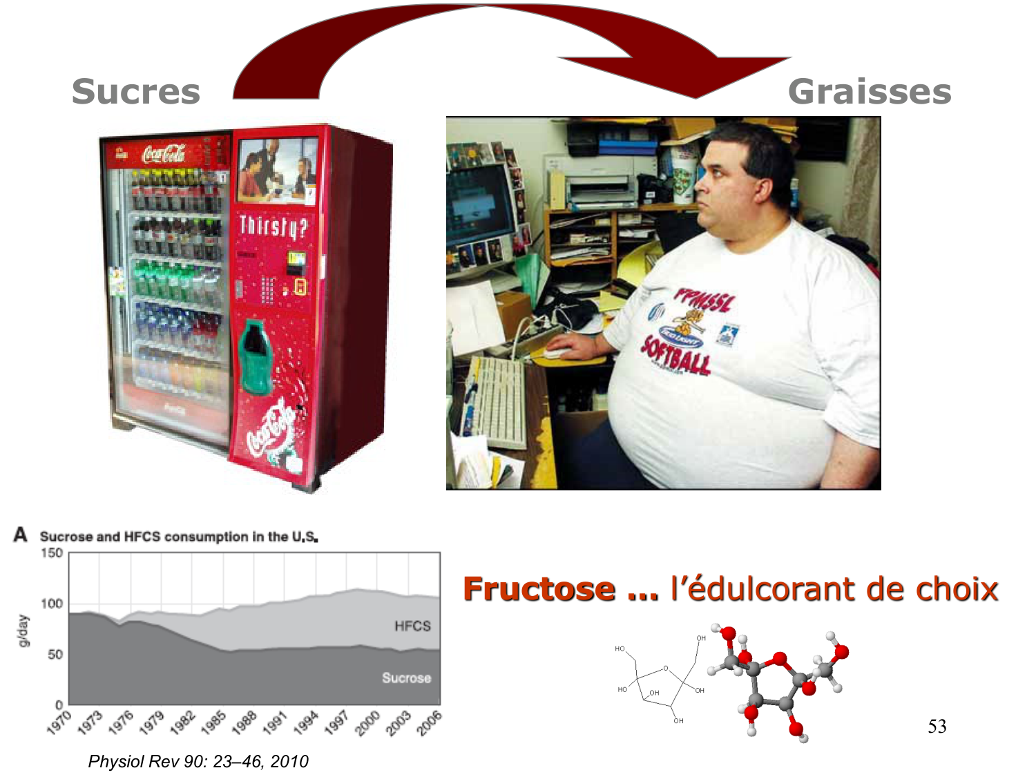 3. Métabolisme des triglycérides page 53