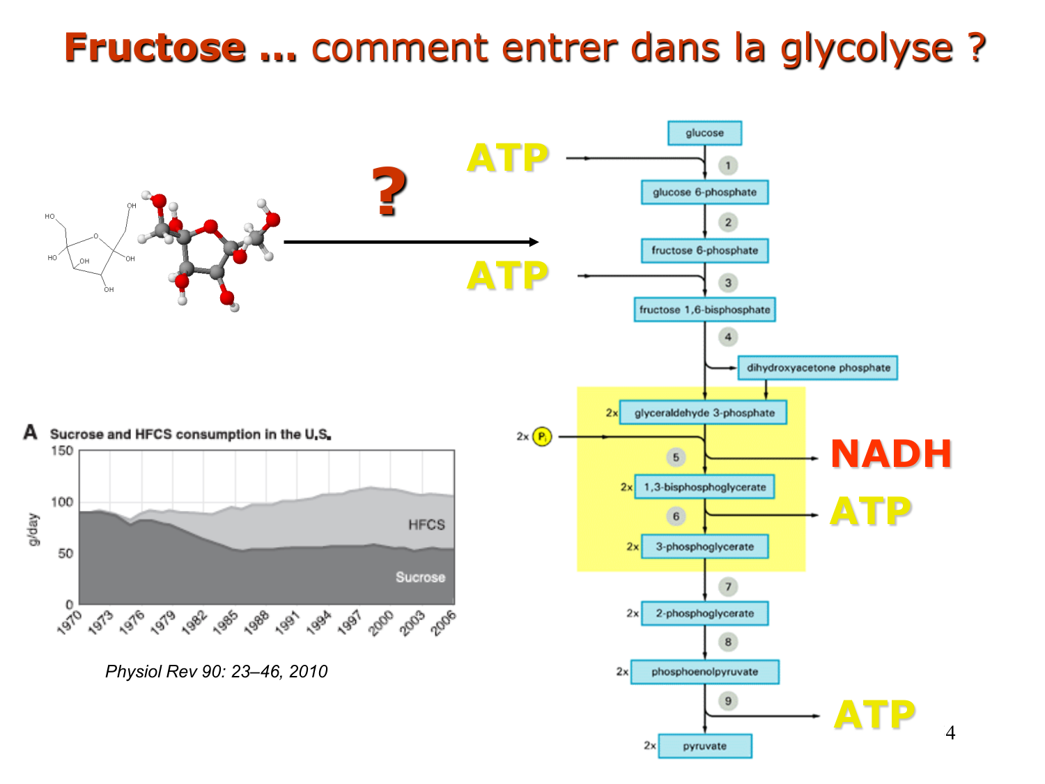 3. Métabolisme des triglycérides page 54