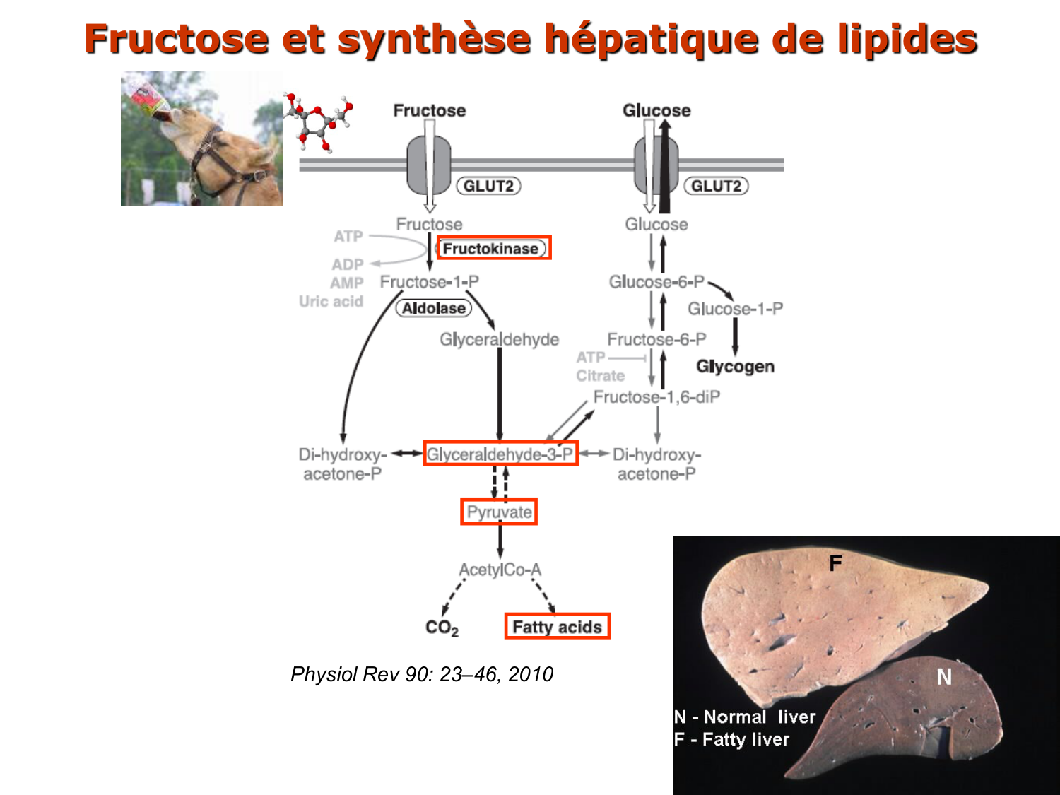 3. Métabolisme des triglycérides page 55