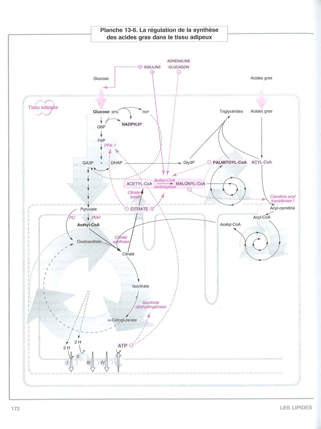 Moussard 3ed 155-157 161 169 172-173 158 166 page 6