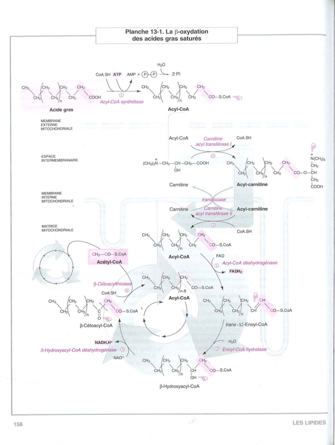 Moussard 3ed 155-157 161 169 172-173 158 166 page 8