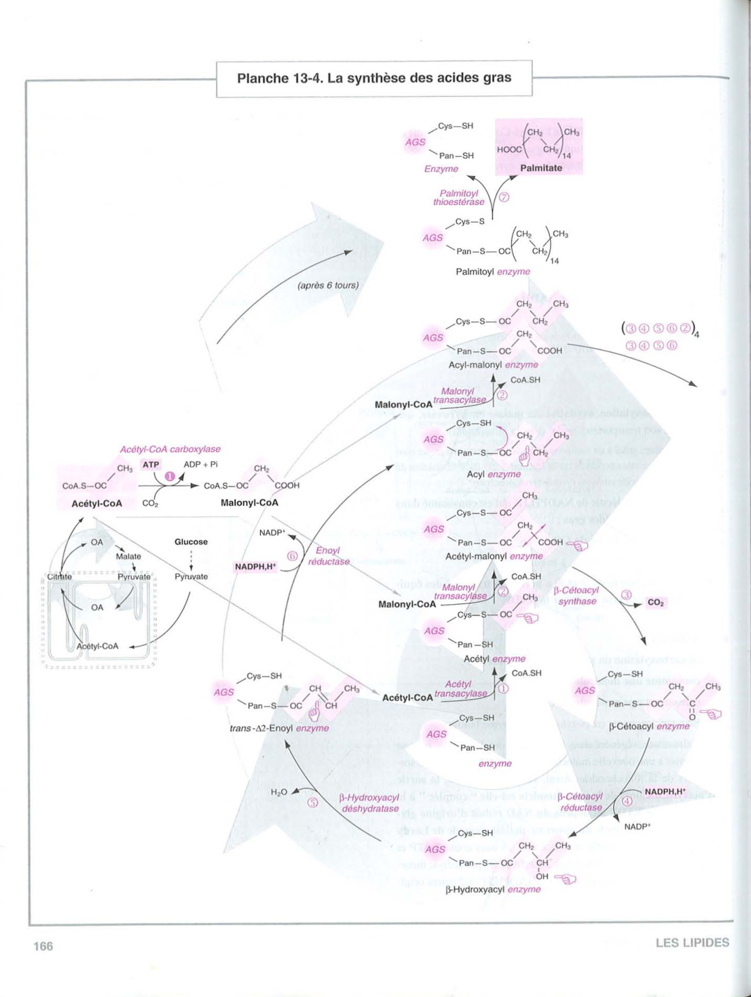 Moussard 3ed 155-157 161 169 172-173 158 166 page 9
