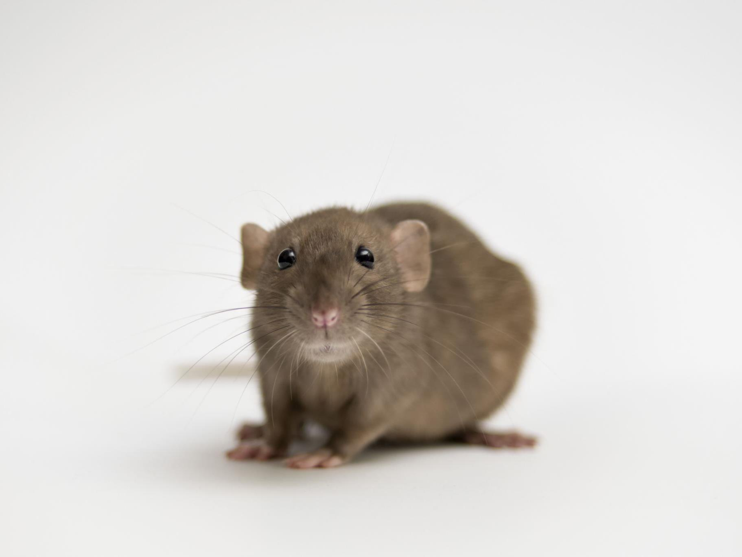 3-Santé planétaire 2026 - RuizdeCastaneda page 8