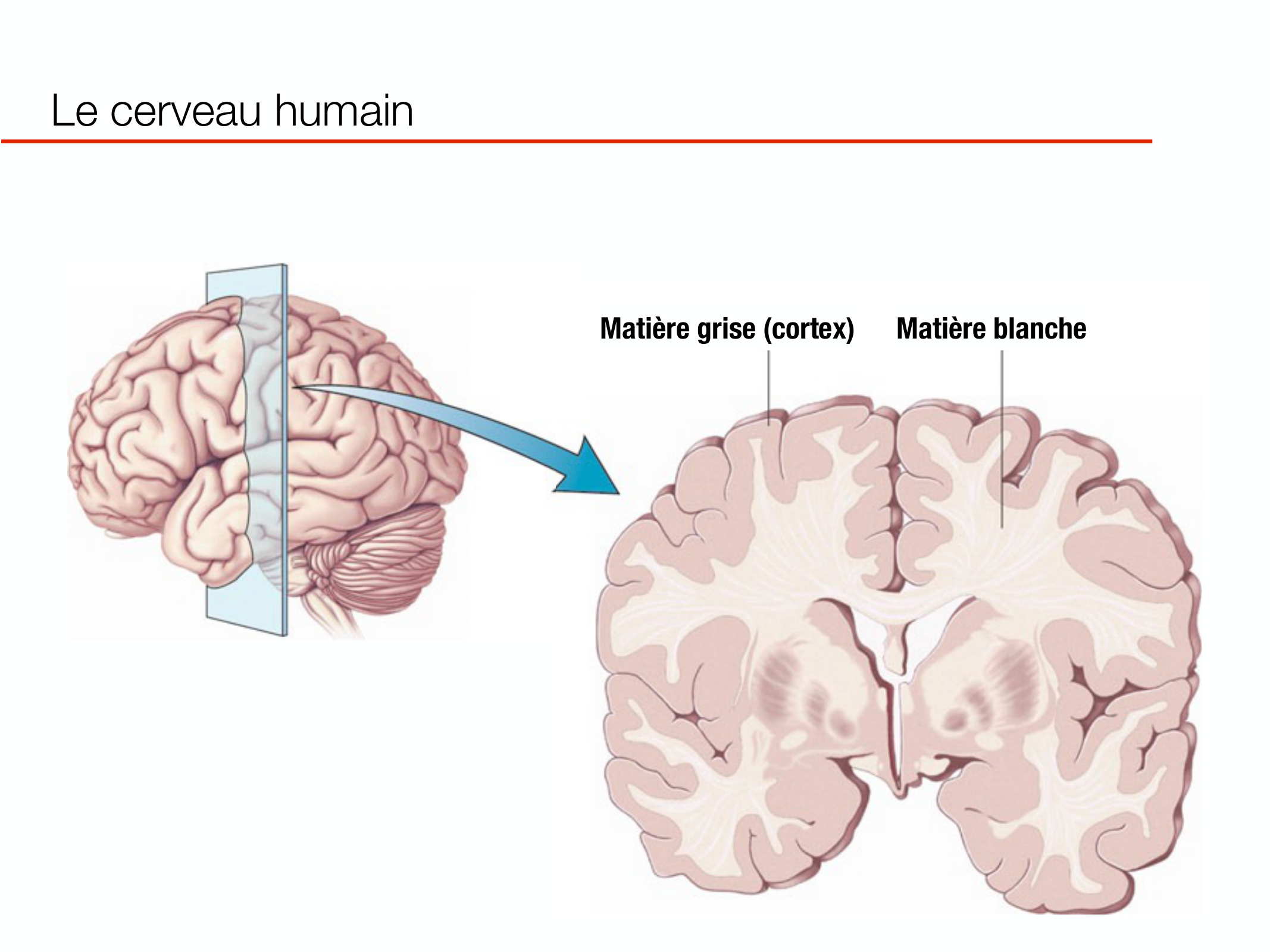 PSS DeveloppementCerebral 2026 page 3
