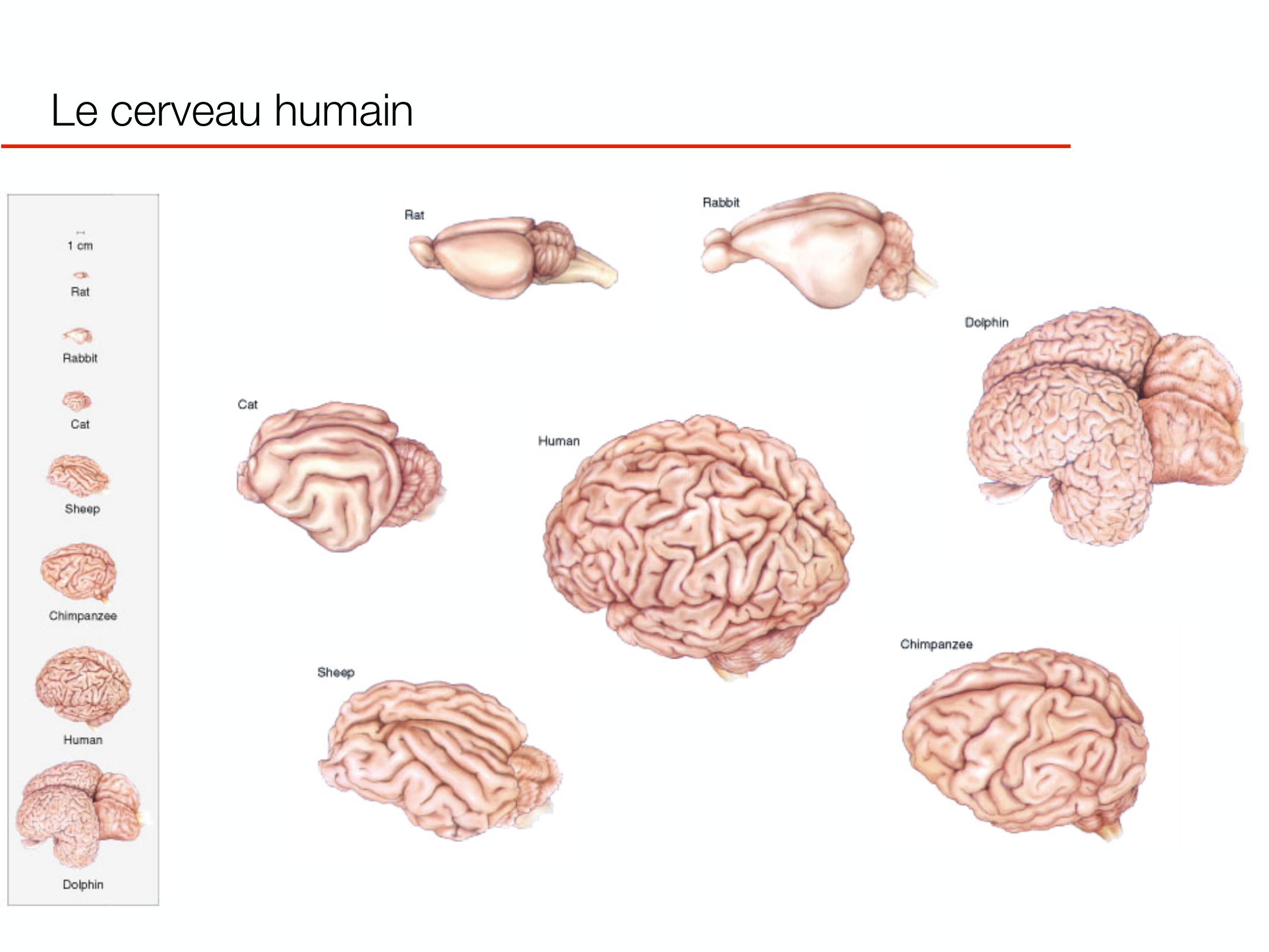 PSS DeveloppementCerebral 2026 page 4
