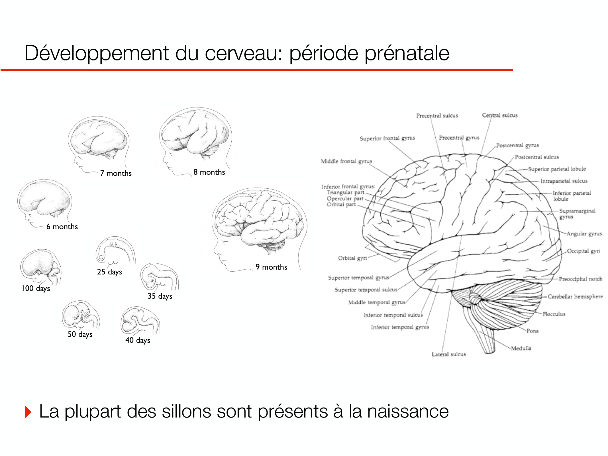PSS DeveloppementCerebral 2026 page 5