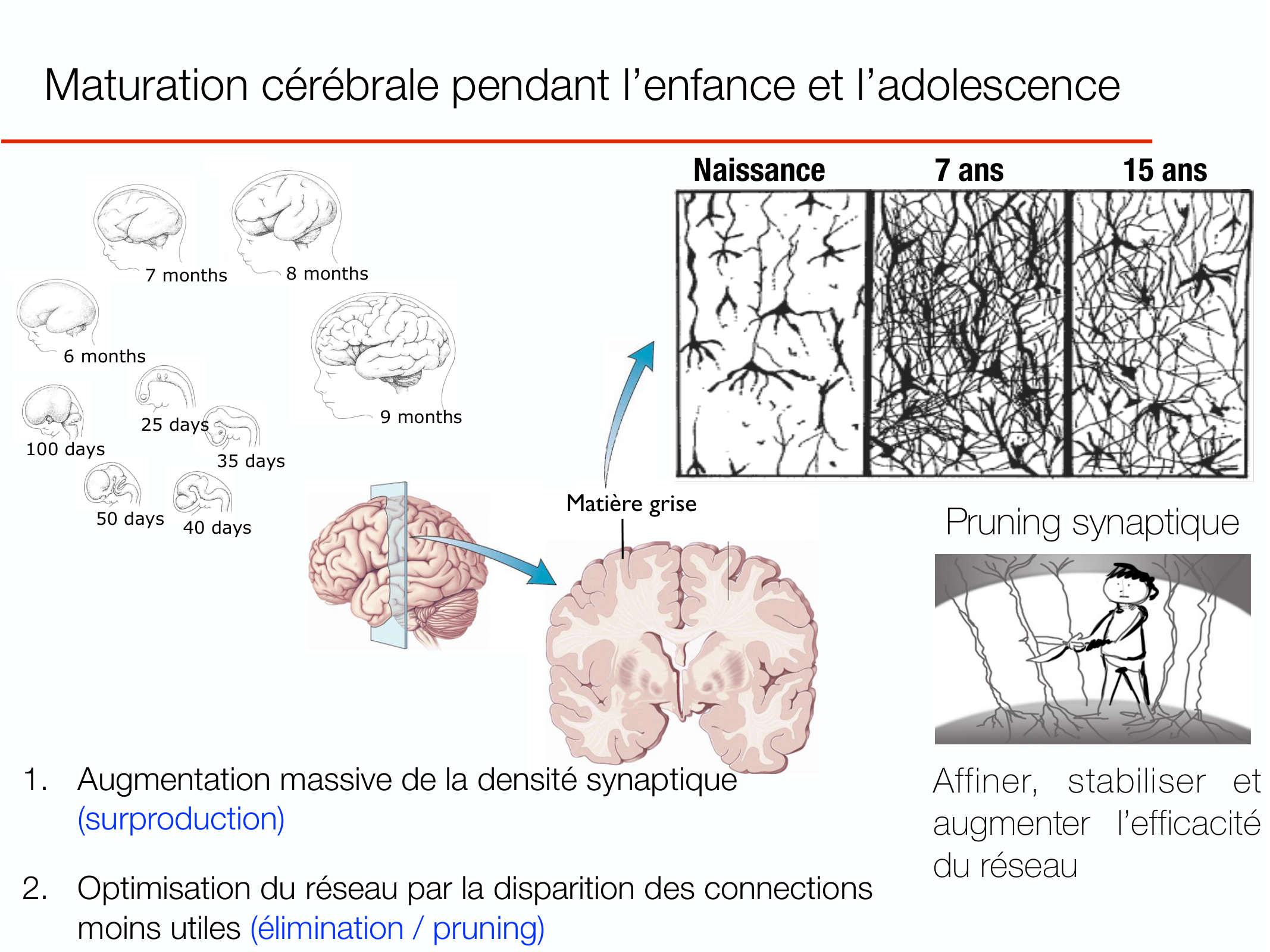 PSS DeveloppementCerebral 2026 page 7