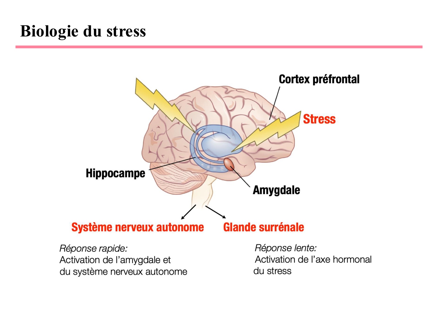Piguet PSS 2025 page 17