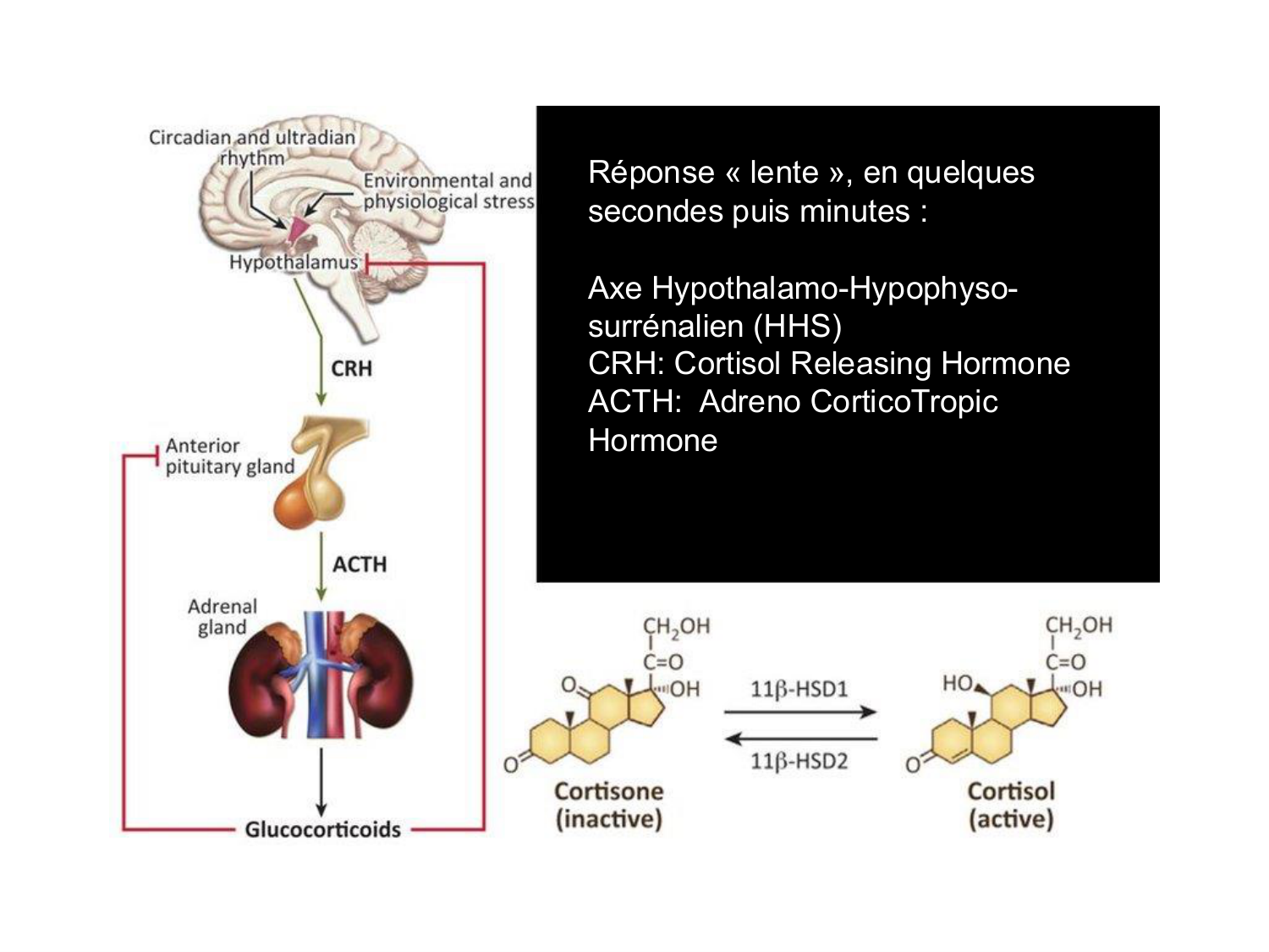 Piguet PSS 2025 page 19