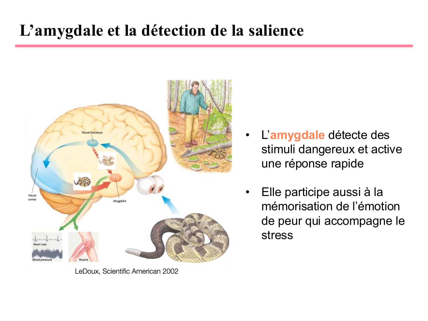 Piguet PSS 2025 page 20