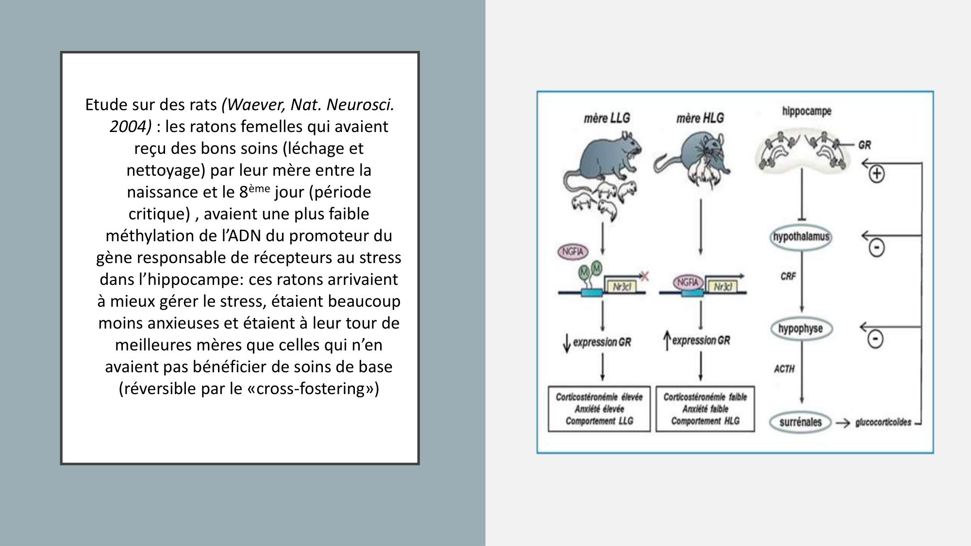 itty Les Ages de la vie.2026 v2 page 19