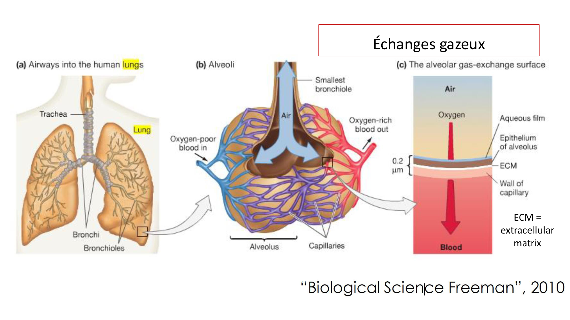 cas de laison MFE 1 page 21