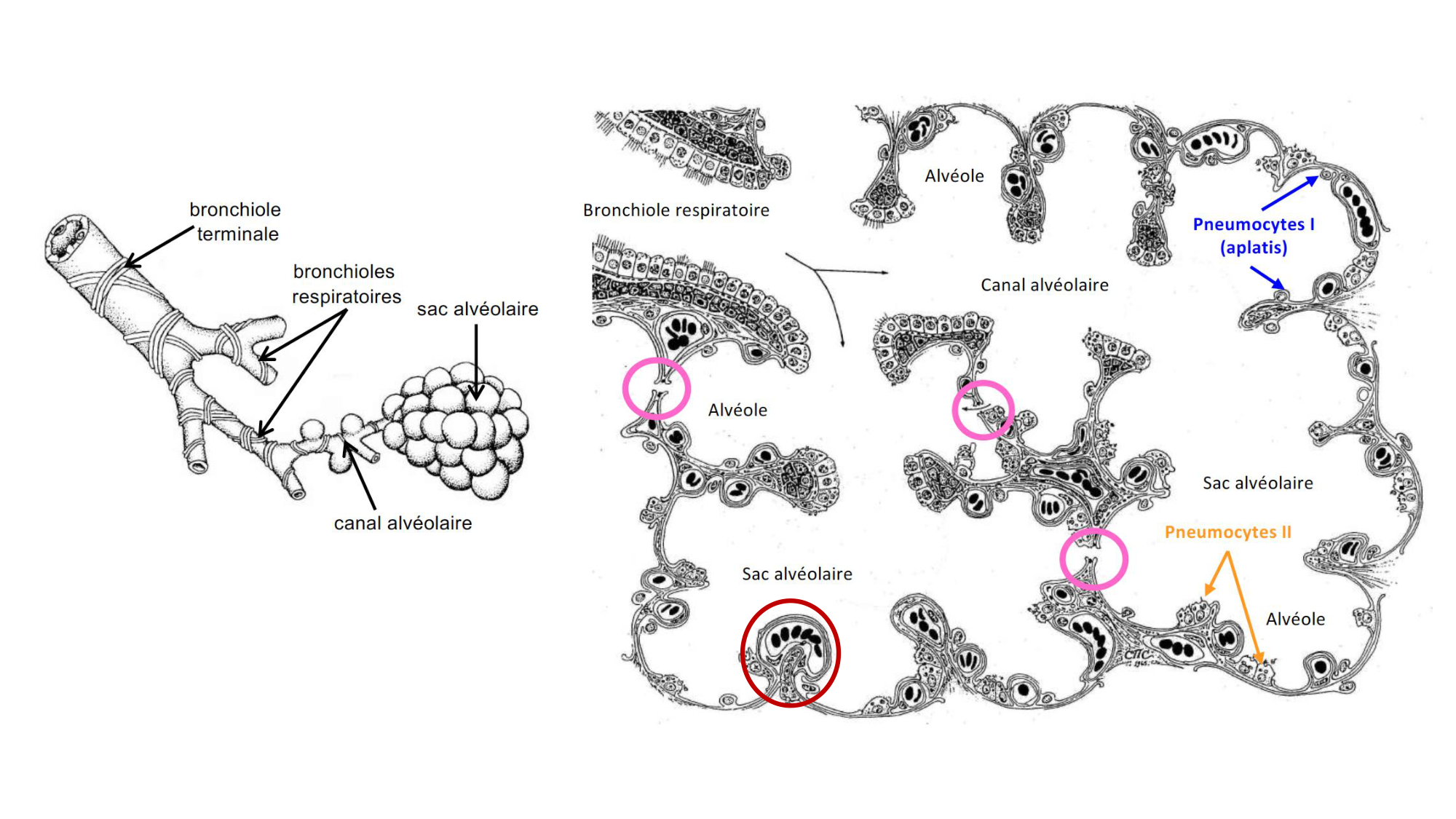 cas de laison MFE 5 page 7